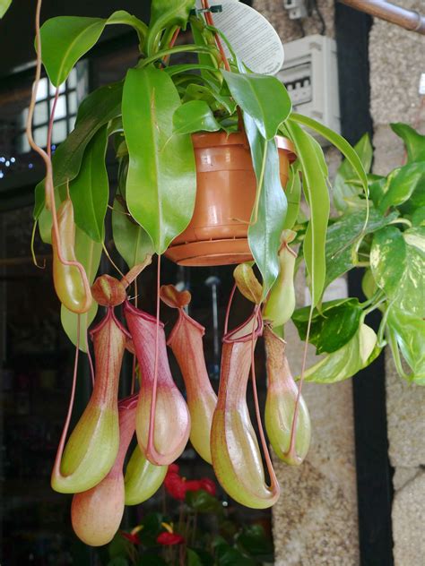 pitcher plant care outdoors - Virile Blogs Art Gallery