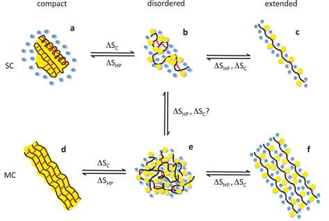 The liquid structure of elastin | eLife