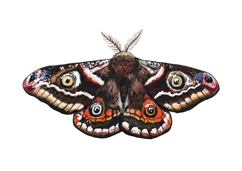 Hand drawn illustration of Emperor Moth - A4 Giclee Print | Emperor moth, How to draw hands ...