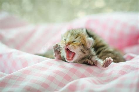 Newborn kitten sleeping stock photo. Image of kittens - 44381878