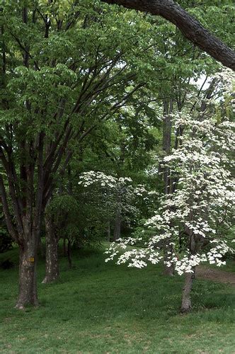 slides-08xx1989-07 | White dogwood tree in bloom. Lilac Sund… | Flickr