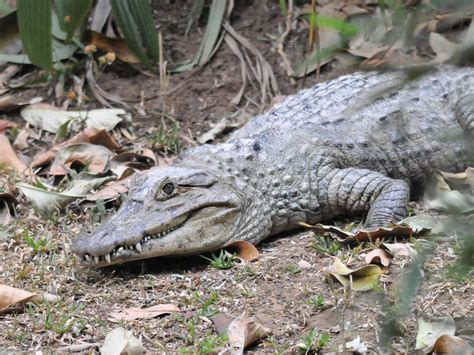 The Online Zoo - Spectacled Caiman