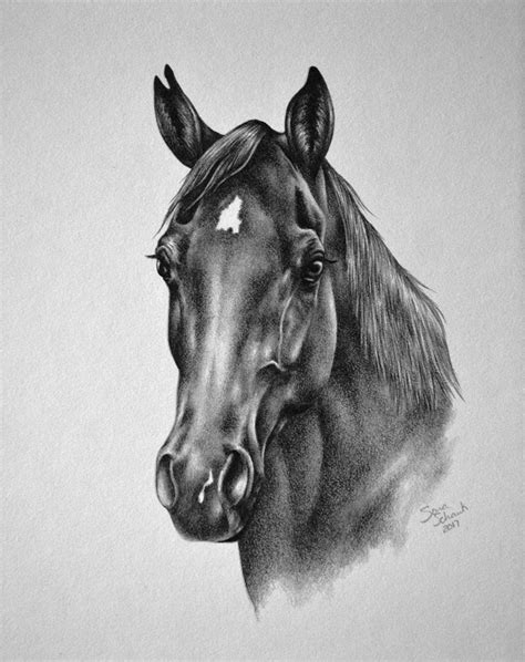 Realistic and life like pencil drawings of horses and dogs from your photographs by artist Sara ...