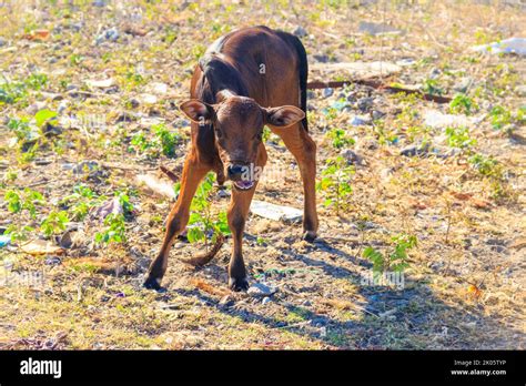 Portrait of a calf of zebu cattle Stock Photo - Alamy