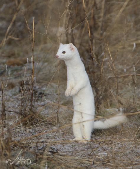 Long-tailed Weasel, winter molt – Feathered Photography