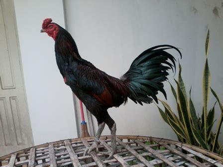 Ternak Ayam Aduan: Ayam Jago Birma, Si Cabe Rawit dari Myanmar