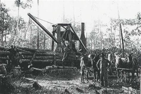 Pinetown Logging | Beaufort county, North carolina, Pinetown