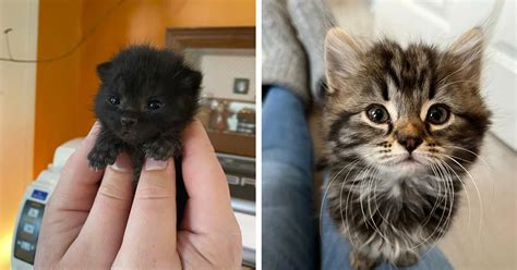 The 50 Cutest Kittens Of 2022: The Tiniest, Sweetest, And Spiciest Criminals Of The Year I Can ...