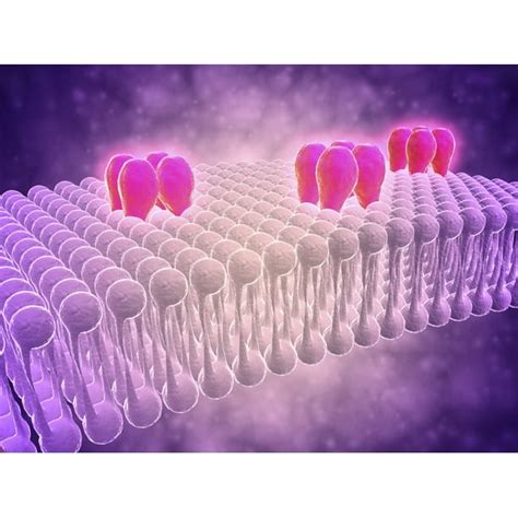 Conceptual image of GABA receptors. The GABA receptors are a class of ...