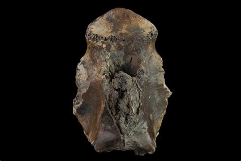 1.4" Fossil Crocodylomorph Vertebra - Montana (#134810) For Sale ...