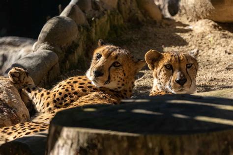 Sacramento Zoo: 5 Great Areas to Explore - ConnollyCove