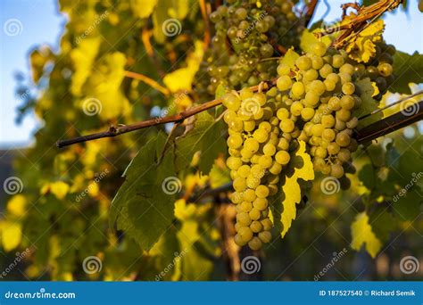 Wine Region Wachau at Wine Harvest Time in Austria Stock Photo - Image ...