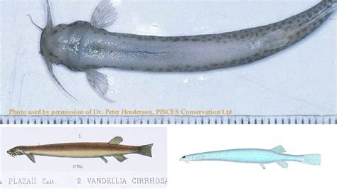 All about the Candiru - Amazon Vampire Fish - Symptoms - Videos