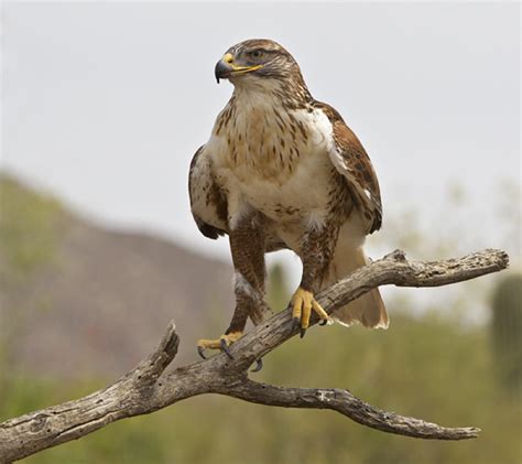 Ferruginous Hawk at the Arizona-Sonora Desert Museum