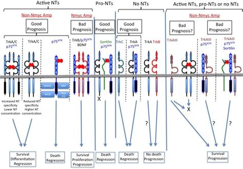 Neurotrophin and Neurotrophin Receptor Involvement in Human ...