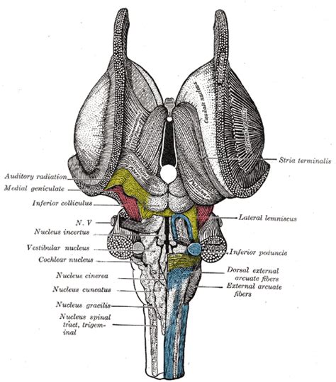 Inferior cerebellar peduncle - wikidoc