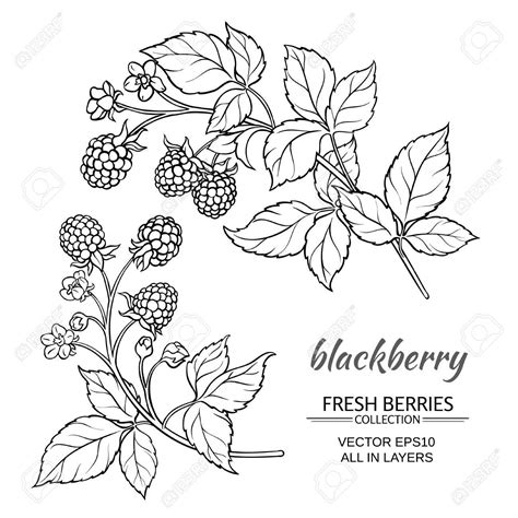 blackberry plant vector set on white background Stock Vector - 62463858 ...