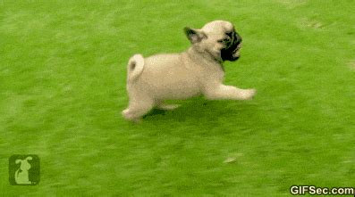 Meme - Funny GIF – Happy Pug - Viral Viral Videos