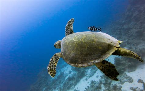 Turtle Tortoise Underwater Ocean Fish HD wallpaper | animals ...