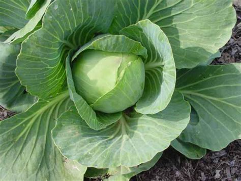 Cabbage - Nutrition Facts, Health Benefits, Calories and Recipes