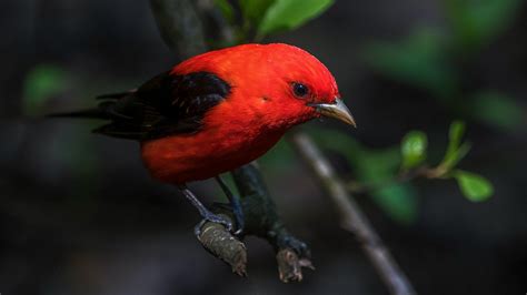 How Climate Change Will Affect Ohio's Birds | Audubon