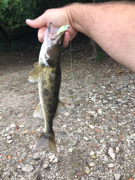 Caught my first Saugeye! : r/Fishing