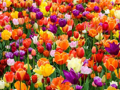 Growing Tulip Bulbs: How To Plant And Care For Tulips