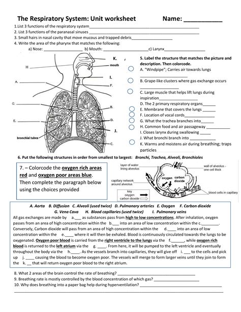 The Respiratory System Worksheet - Abhayjere.com