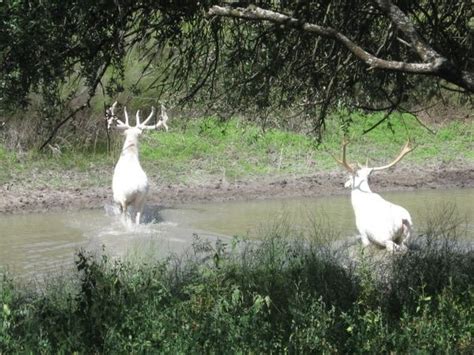 Check out these amazing photographs of two big albino bull elk ...