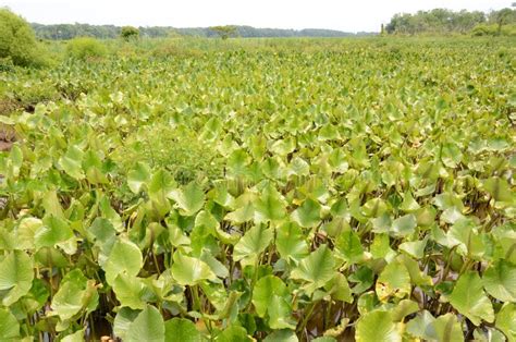 Green Plants in Muddy Water in Swamp or Wetland Stock Image - Image of ...