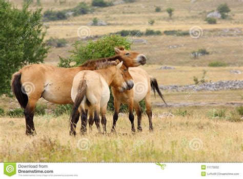 Przewalski horses stock photo. Image of countryside, asian - 11773032