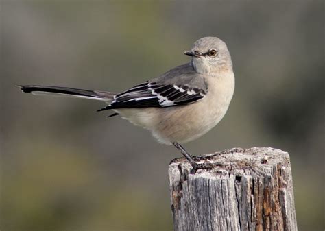 How to Identify a Northern Mockingbird - Birds and Blooms