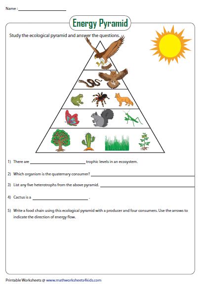 Food Chain Trophic Levels Worksheet