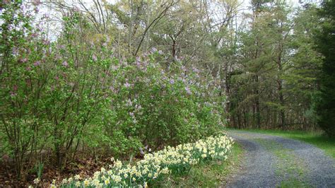 lilac hedge | Hedges, Lilac, Country roads