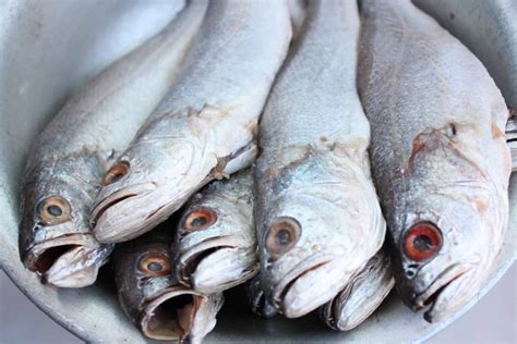 What do Croaker Fish Taste Like? Are They Good? - Cuisine Seeker