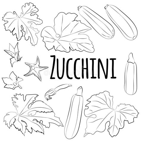 A Black and White Set of Zucchini. Organic Vegetables. Healthy, Diet, Vegetarian Food. Vector ...