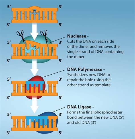 Section 7.7: DNA Repair - Biology LibreTexts