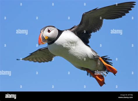 Atlantic Puffin in flight Stock Photo - Alamy