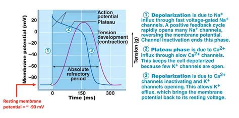 Cardiac Muscle Action Potential | Hot Sex Picture