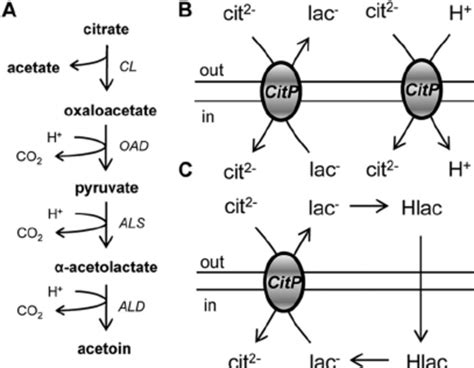 Citrate metabolism in LAB. (A) Citrate fermentation pathway yielding ...