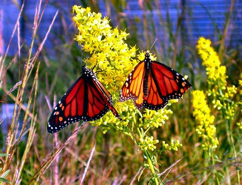 Soul Amp: Photos of the Fall Monarch Butterfly Migration on the Milwaukee River in September ...