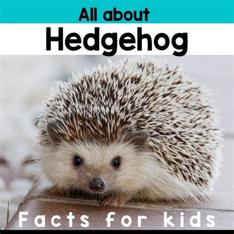 Hedgehog Facts for Kids - Little Ladoo