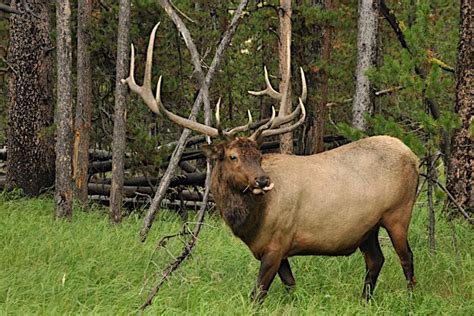 10 Best Elk Hunting Areas in North America - Wide Open Spaces