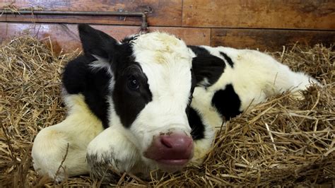 Albert - Holstein bull calf | Meet ‪Albert, a ‪‎Holstein‬ bu… | Flickr