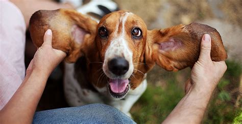 Basset Hound Breed Guide (Lifespan, Size & Characteristics)