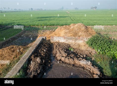 Manure Pit on a pig farm in Punjab, India Stock Photo - Alamy