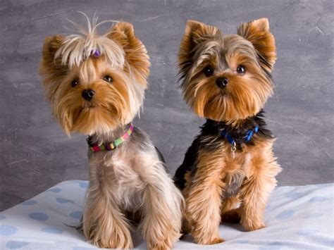 17 Best images about Yorkie Haircuts on Pinterest | Best style, Yorkie ...