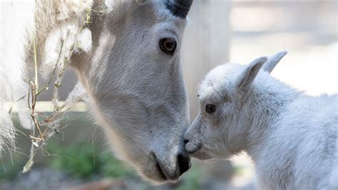 Baby mountain goat at Woodland Park Zoo makes public debut | king5.com