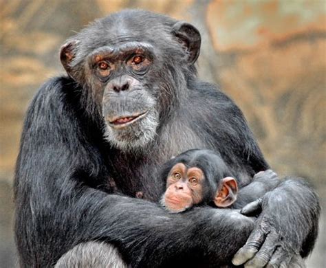 New Baby Chimp for Los Angeles Zoo - ZooBorns