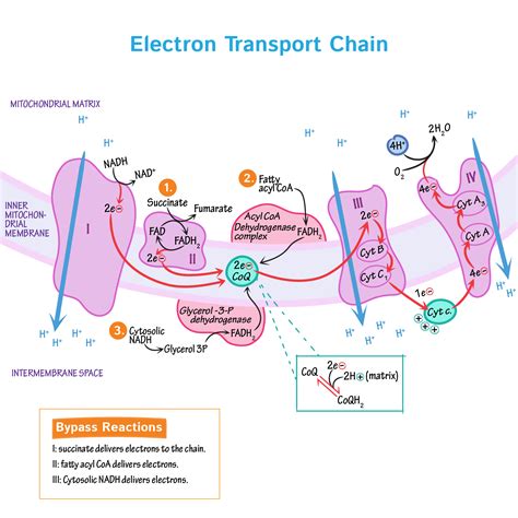 Biochemistry Glossary: Electron Transport Chain | Draw It to Know It